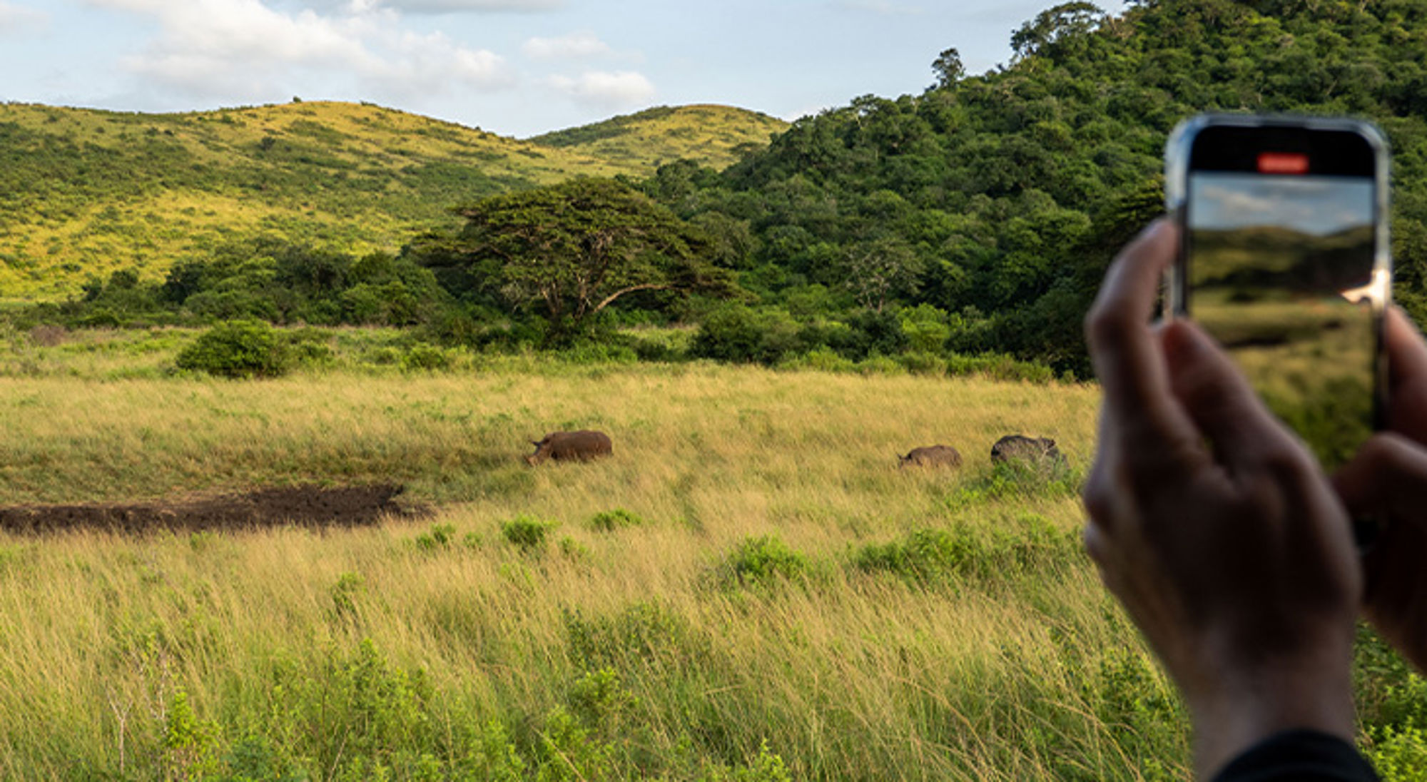 Neushoorn Zuid-Afrika Toerist fotografeert wilde zwijnen in een groen heuvelachtig landschap.