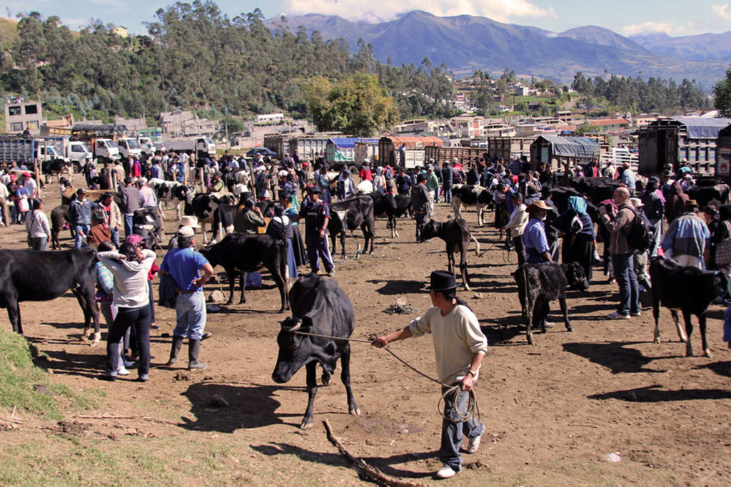 Veemarkt in de Andes van Ecuador met koeien, handelaren en bergen op de achtergrond.