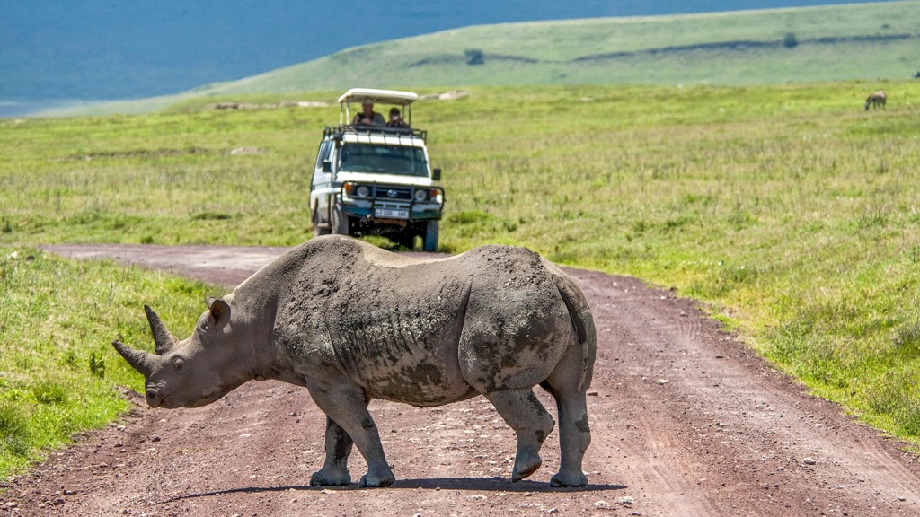 Neushoorn op een zandweg tijdens safari in Kenia en Tanzania, met safarijeep op de achtergrond.
