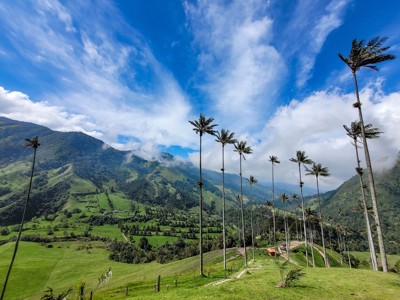 Waxpalmen in de Cocora-vallei met groene heuvels en bergen onder een blauwe lucht, Route Colombia.