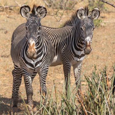 Twee zebra’s in de wildernis van Tanzania tijdens een familiereis naar Tanzania en Zanzibar.
