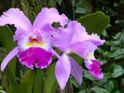 Paarse orchidee in het regenwoud van Guatemala.