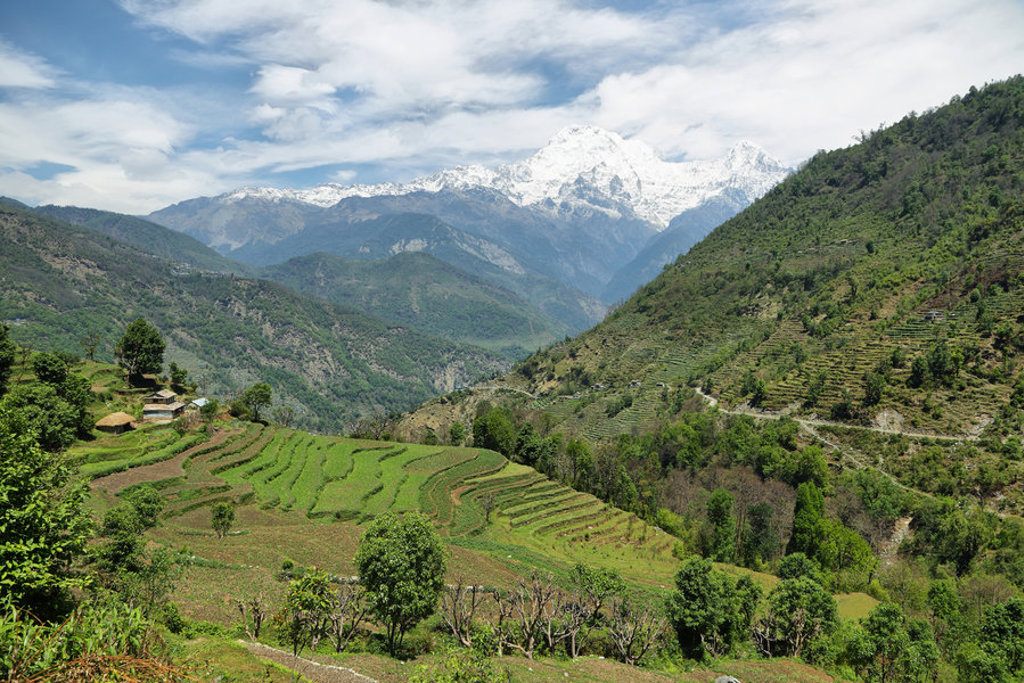 Groene rijstterrassen in de Nepalese heuvels met besneeuwde Himalaya-bergtoppen op de achtergrond.