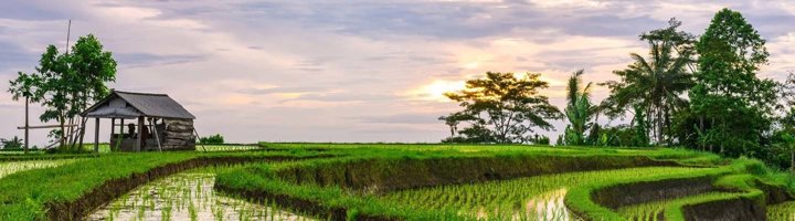 Groene rijstterrassen van Jatiluwih op Bali met palmbomen en mistige bergen op de achtergrond.