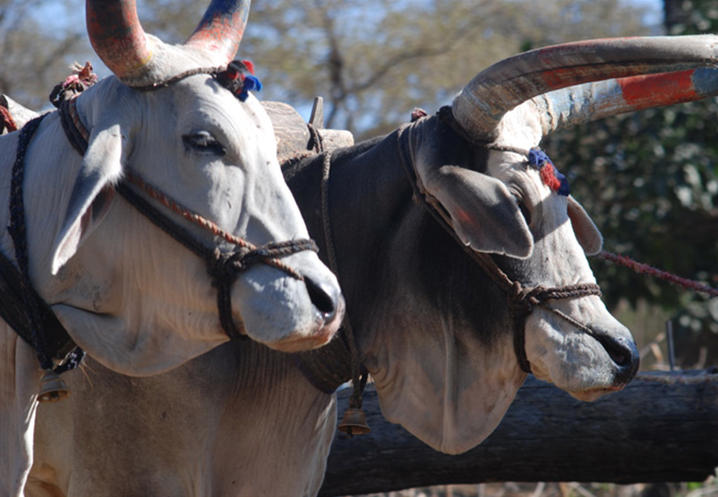 Twee ossen met grote hoorns voor een kar tijdens een groepsrondreis in Noord-India.