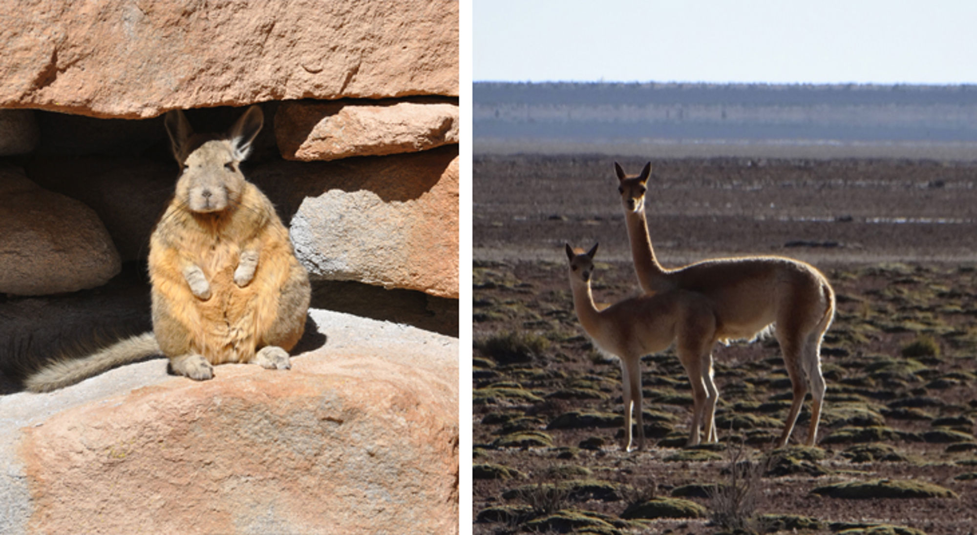 wilde dieren in bolivia Vizcacha tussen rotsen en twee vicuña’s op de Altiplano-vlakte.