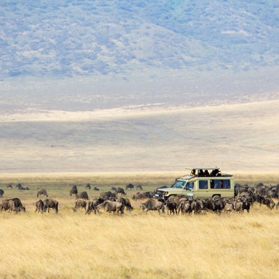 Safarijeep tussen een grote kudde gnoes op de savanne tijdens familiereis Kenia en Tanzania.