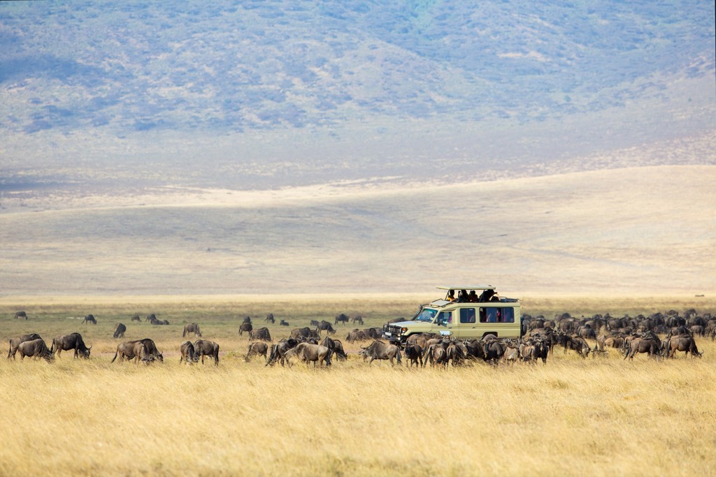 Safarijeep tussen een grote kudde gnoes op de savanne tijdens familiereis Kenia en Tanzania.
