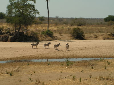 Zebra’s op een zandbank bij een rivier in een savannelandschap tijdens de route Zambia, Malawi en Tanzania.