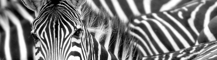 Zebra in Arusha National Park bij Mount Meru, Tanzania.