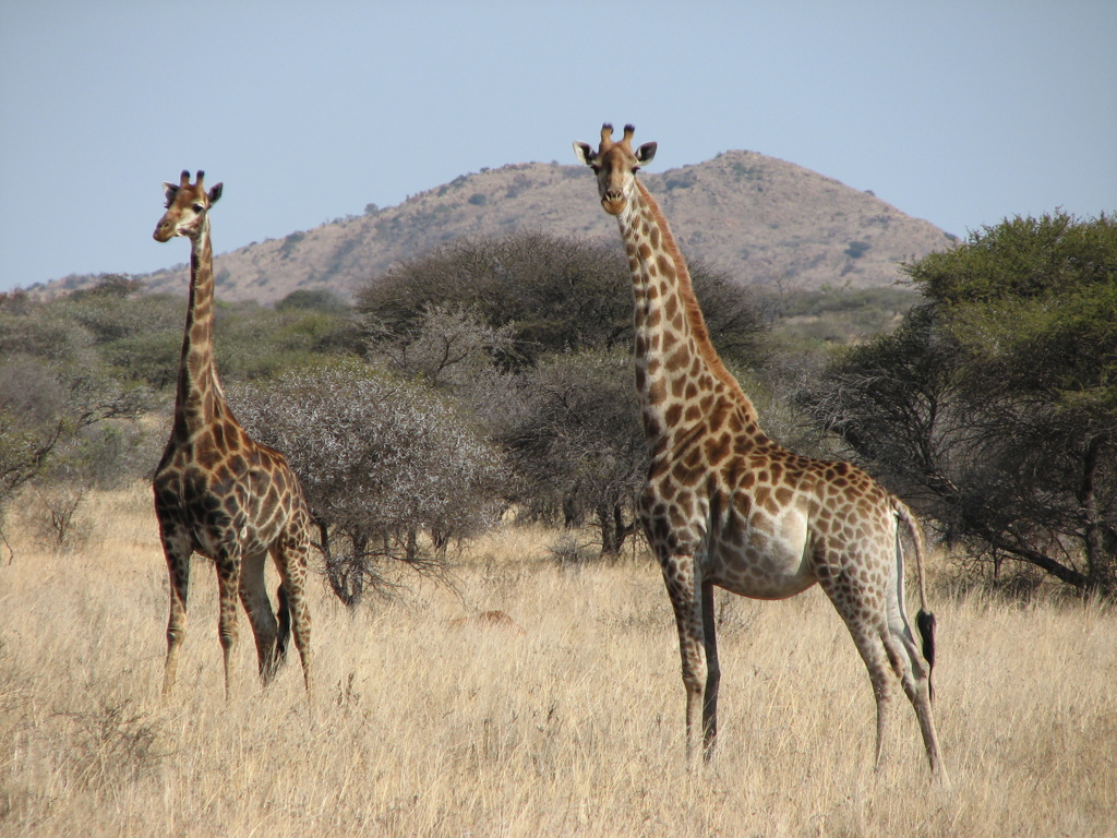 Twee giraffen in de savanne tijdens een fietsvakantie in Zuid-Afrika.