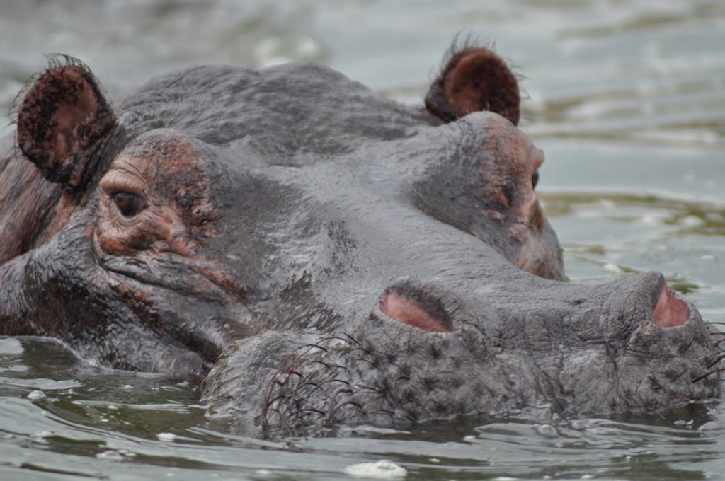 Nijlpaard in het water tijdens groepsrondreis Uganda en Rwanda.