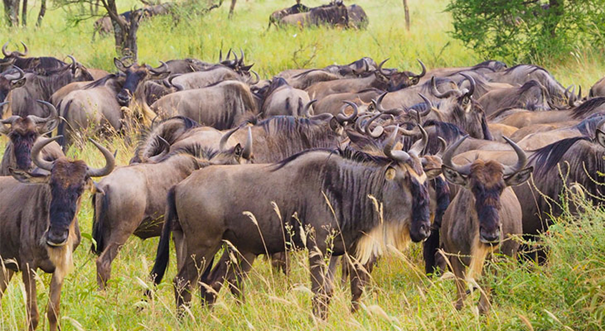Gnoes tijdens de Grote Migratie op de savanne in Tanzania.