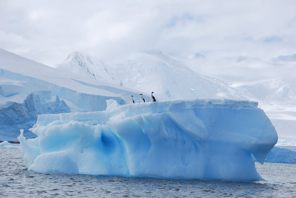 Pinguïns op een ijsberg in Antarctica tijdens de groepsrondreis Crossing the Circle.
