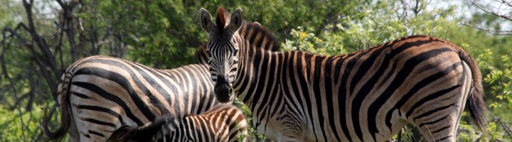 Zebrafamilie in de bush tijdens safari, op zoek naar de Big Five.