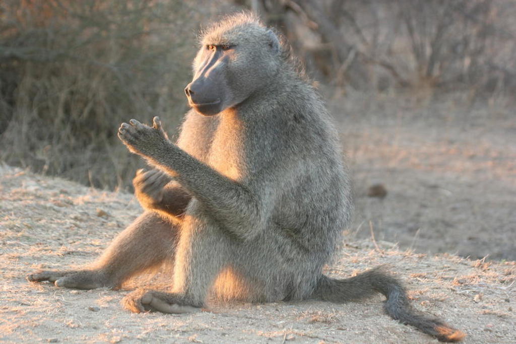 Baviaan zit op een zandpad in de Zuid-Afrikaanse bush tijdens een premium groepsrondreis.