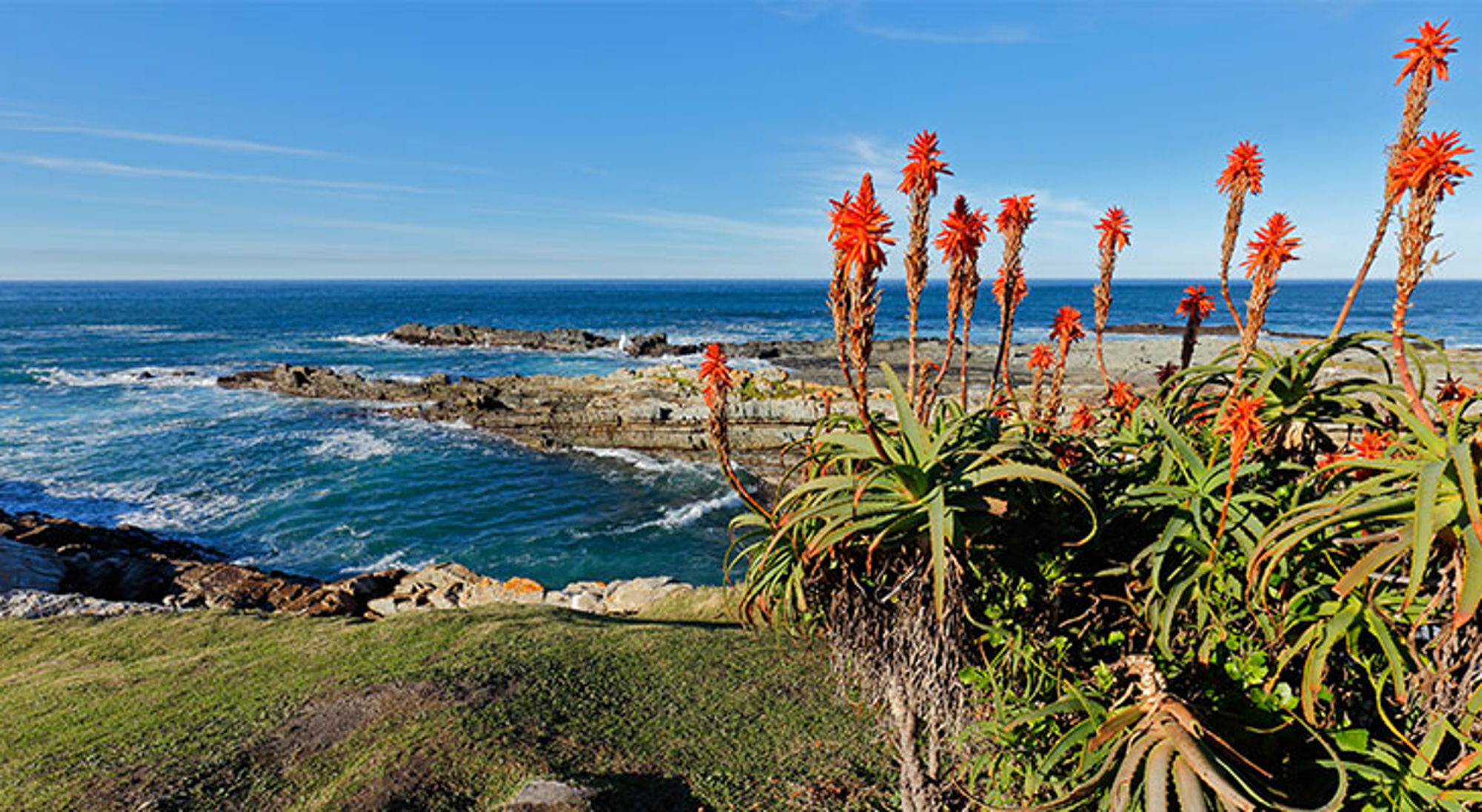 Uitzicht tijdens de Garden Route Rotsachtige kustlijn aan de oceaan met bloeiende aloëplanten op de voorgrond in Zuid-Afrika.