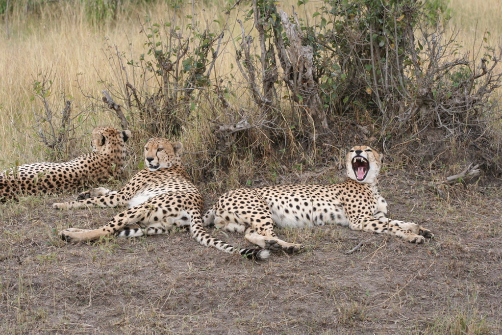 Drie cheeta’s rusten in het gras tijdens een groepsrondreis Kenia, Tanzania en Zanzibar.