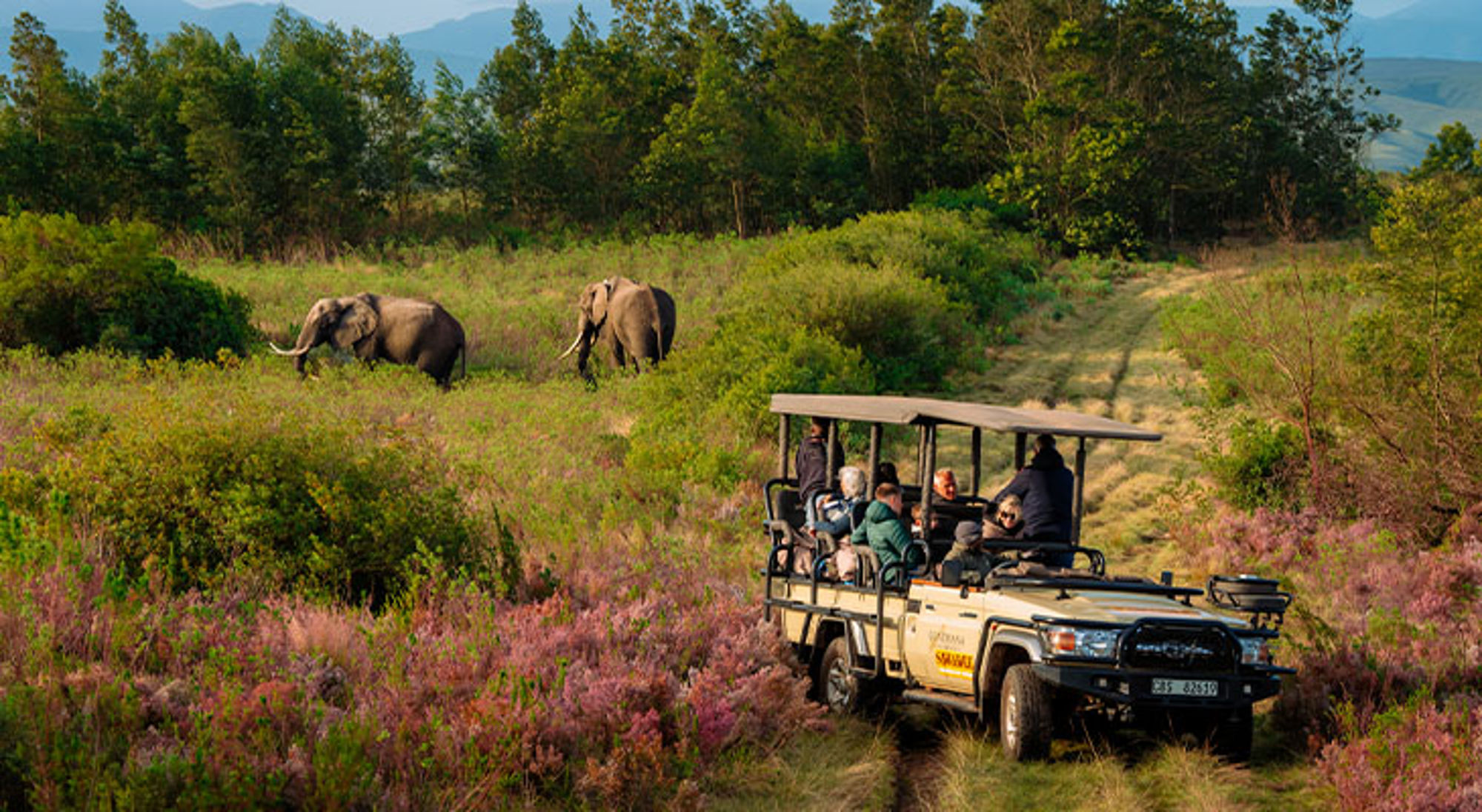 Safari-jeep met reizigers op game drive, met twee olifanten in het grasland op de achtergrond.