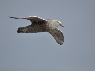 Albatros zweeft boven de Zuidelijke Oceaan tijdens de route rondreis Antarctica.