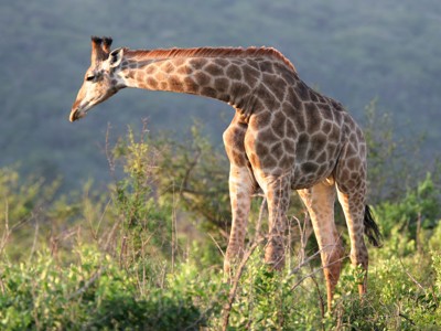 Giraffe in de Zuid-Afrikaanse bush tijdens de route Johannesburg - Kaapstad.