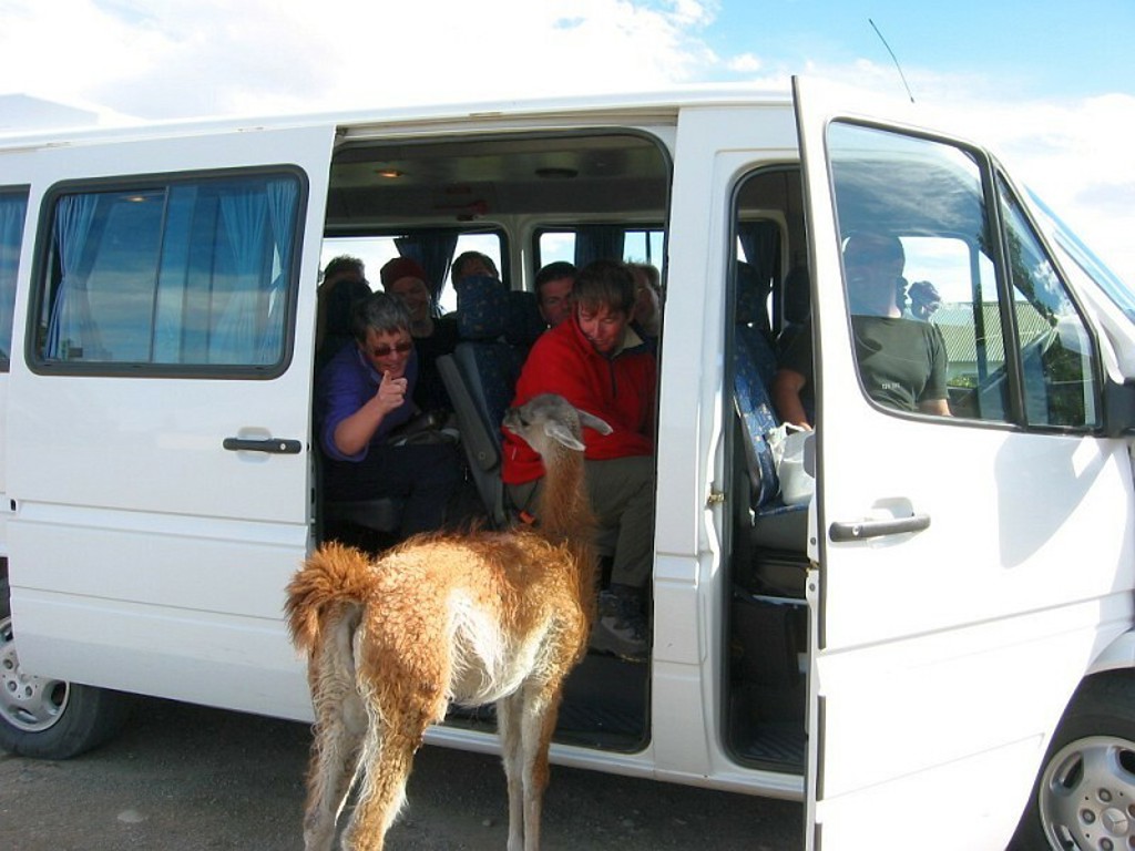 Lama kijkt in een busje met reizigers tijdens een groepsrondreis door Argentinië.