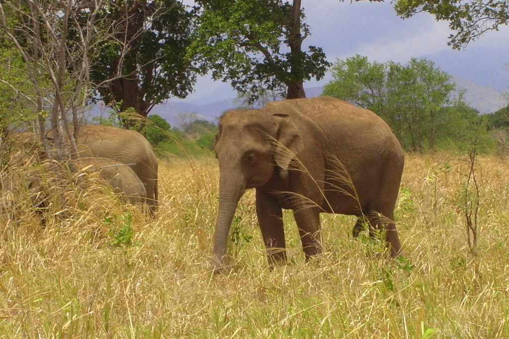Twee olifanten in het grasland van Sri Lanka tijdens de groepsrondreis Sri Lanka Hoogtepunten.
