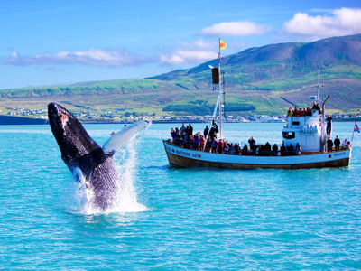 Walvis spotten tijdens familiereis IJsland: bultrug springt naast boot in de fjord.