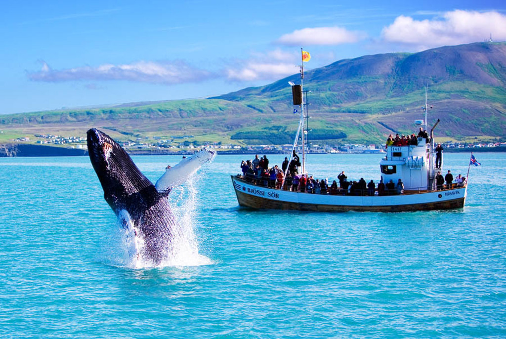 Walvis spotten tijdens familiereis IJsland: bultrug springt naast boot in de fjord.