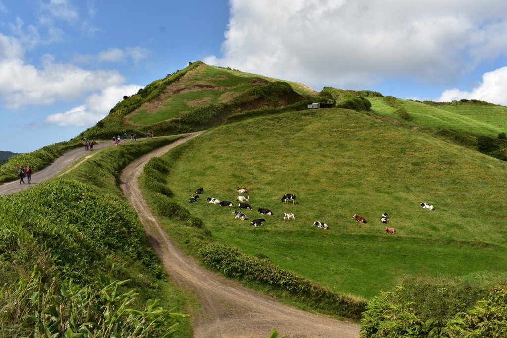 Wandelaars op een pad door groene heuvels met grazende koeien op São Miguel, Azoren.