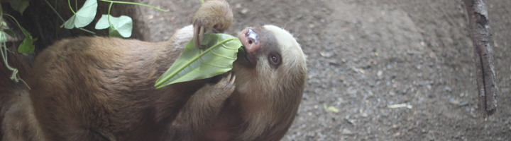 Luiaard eet een blad in het Jaguar Rescue Center in Costa Rica.