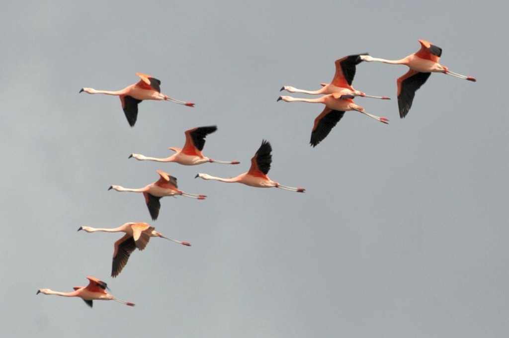 Groep flamingo’s vliegt in formatie boven Argentinië tijdens een groepsrondreis.