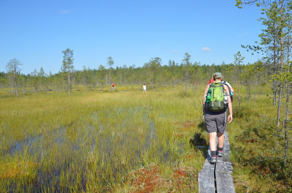 Wandelaars op een houten vlonderpad door het moeraslandschap in Lapland, Finland, tijdens een groepsrondreis in de zomer.