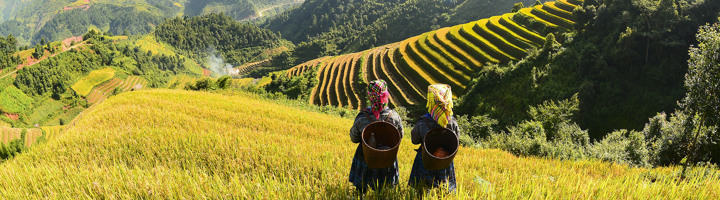 Vrouwen met manden bij rijstterrassen in de bergen van Vietnam tijdens een groepsrondreis met Sawadee.