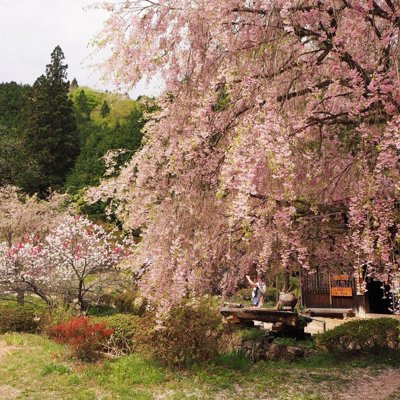 Bloeiende kersenbloesem bij een traditioneel huis tijdens groepsrondreis Japan Hoogtepunten.