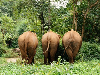 Drie olifanten lopen door het groene junglelandschap in Cambodja en Thailand tijdens een 21-daagse route.