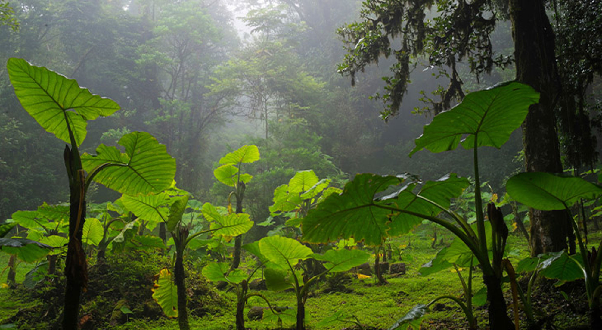 Regenwoud Mistig regenwoud met grote groene olifantsoorbladeren en dichtbegroeide bodem.