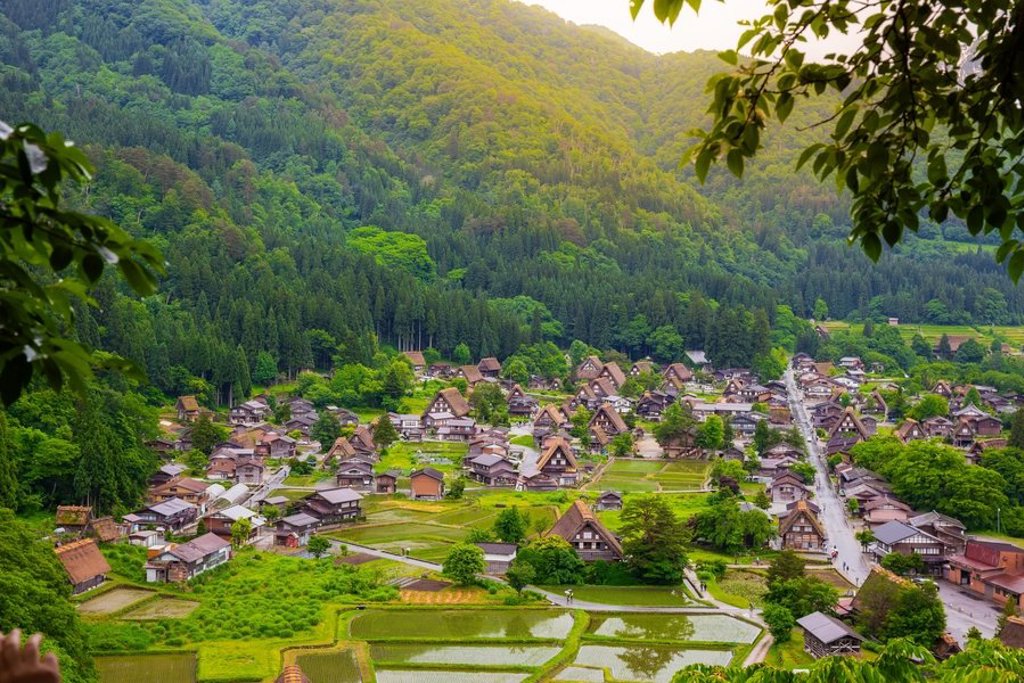 Rijstvelden en groene heuvels in Japan tijdens een familiereis.