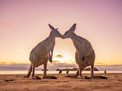 Twee kangoeroes op het strand bij zonsondergang in Australië.