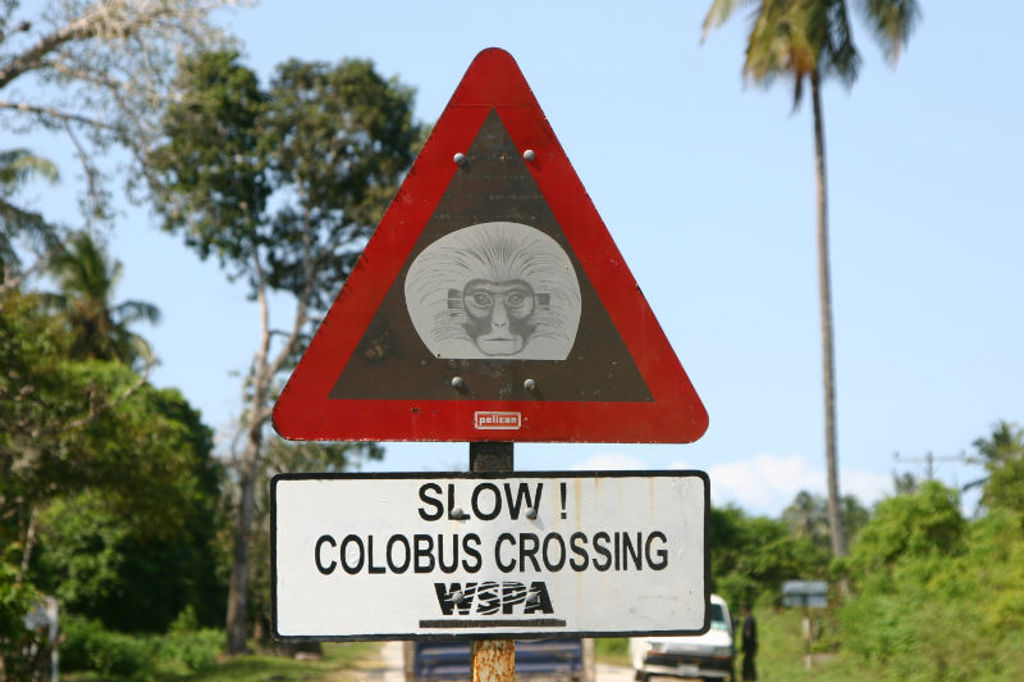 Verkeersbord in Kenia met waarschuwing “Slow! Colobus crossing” langs een groene weg.