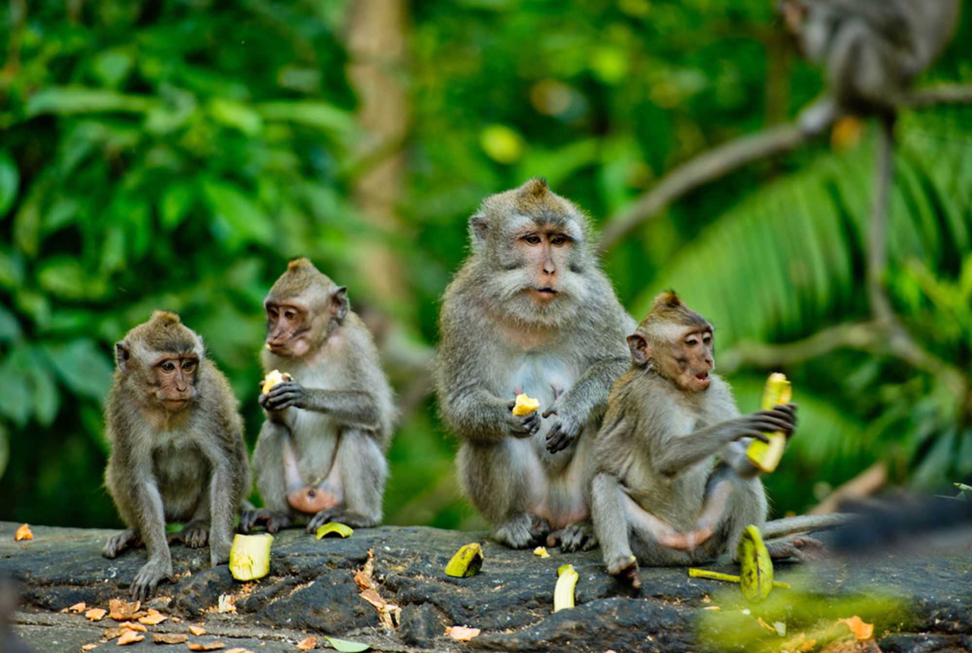 Groep langstaartmakaken die bananen eten in het groene bos in Indonesië.