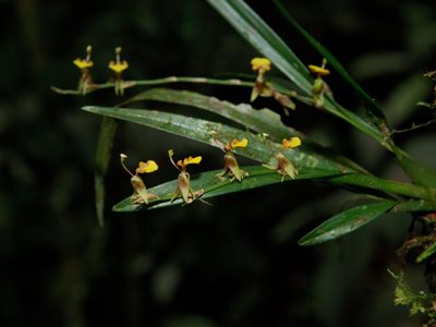 Gele bloemen van een orchidee op groene bladeren in het nevelwoud van Ecuador tijdens de 22-daagse route.