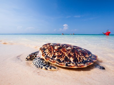 Zeepaddenstoel op het strand bij helderblauw water in Thailand.