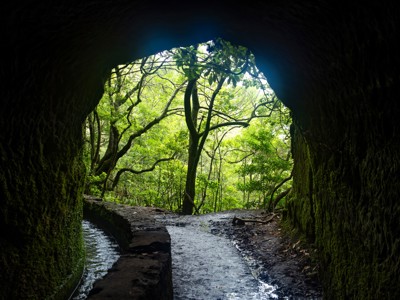 Levadapad door een tunnel met moswanden, uitkijkend op groen laurierbos op Madeira.