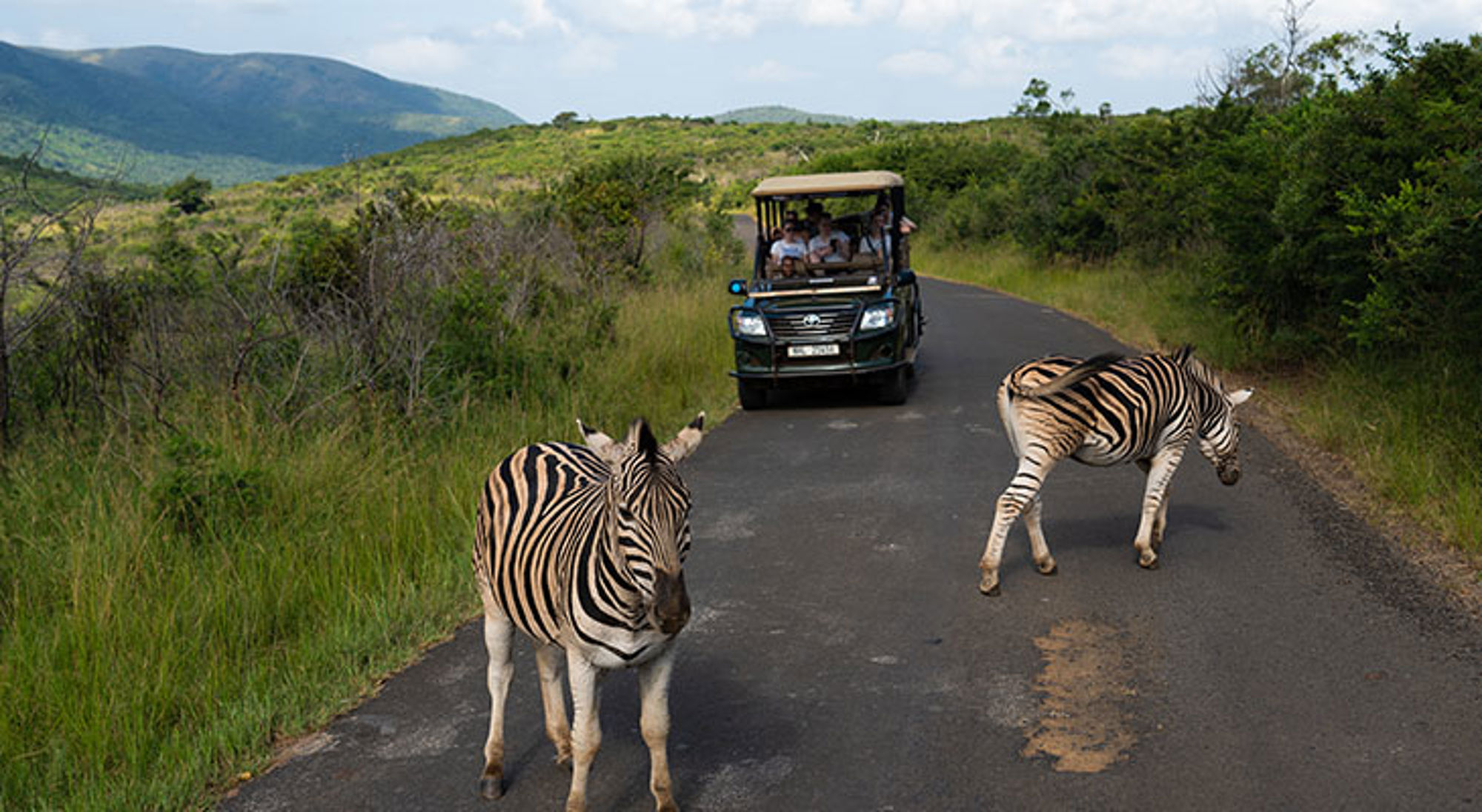 Zebra’s steken de weg over tijdens een safari in Zuid-Afrika, met een safarivoertuig op de achtergrond.