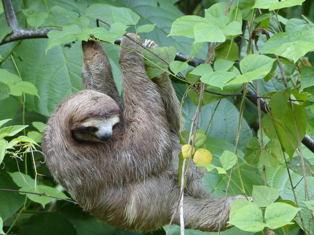 Luiaard hangend in de groene jungle tijdens groepsrondreis Nicaragua en Costa Rica.