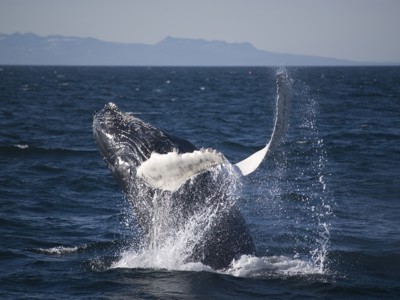 Springende bultrugwalvis voor de kust van IJsland tijdens Route IJsland.