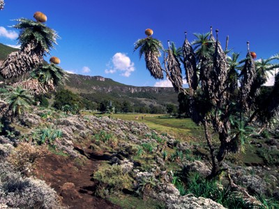 Landschap in de Bale Mountains met lobelia’s en bergweide langs de route Ethiopië 29 dagen.