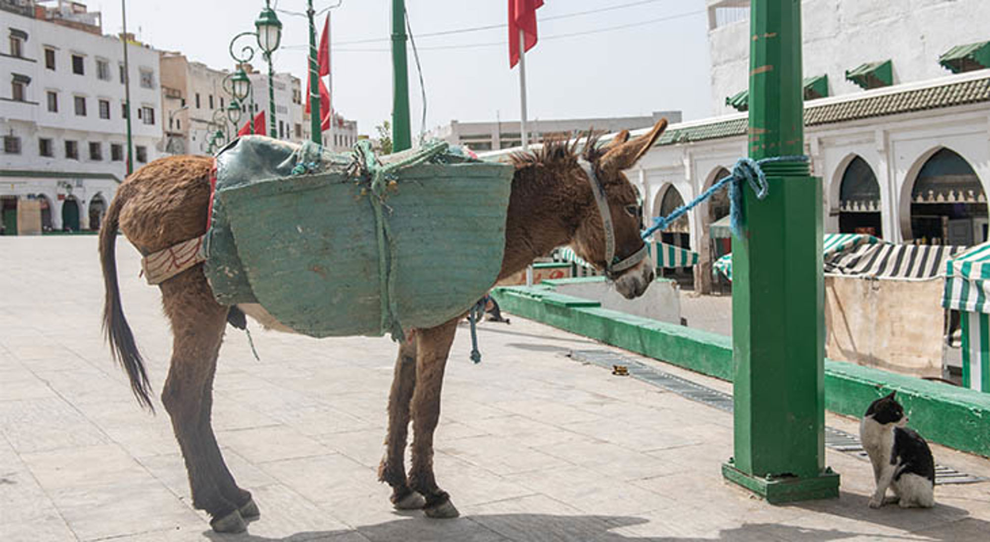 Moulay Idriss ezel Beladen ezel op een plein in Marokko, vastgebonden aan een groene paal.