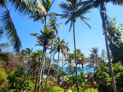 palmbomen